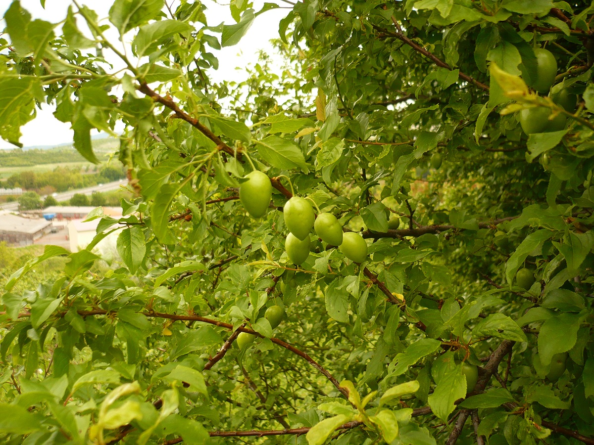 Prunus domestica var. domestica (Rosaceae)